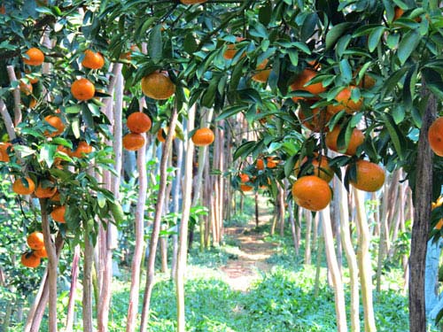 Vườn trái cây Đồng Tháp