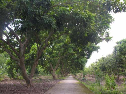 Cù lao Long Trị Trà Vinh