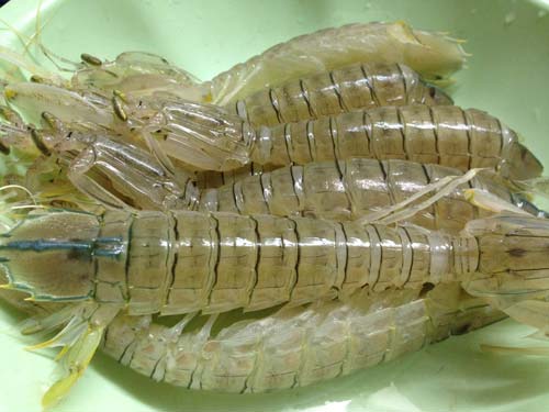 Bề Bề Rang Muối Hải Phòng