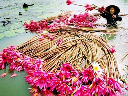 Bông súng mắm kho