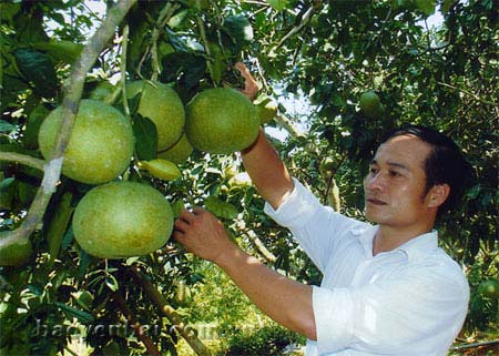 Bưởi Đại Minh Yên Bình