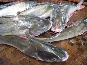 Cá Ba Gai Hạ Long