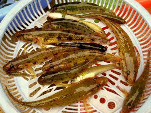 Cá bống vùi gio Lai Châu