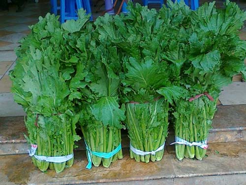Cải Mèo Mộc Châu