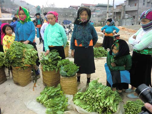 Cải mèo Sapa