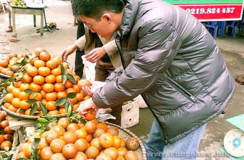 Cam Bắc Quang Hà Giang