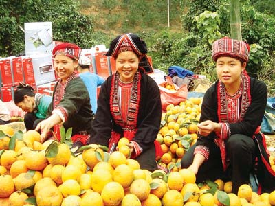 Cam sành Hàm Yên Tuyên Quang