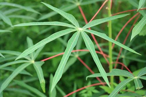 Canh chua rau sắn Phú Thọ