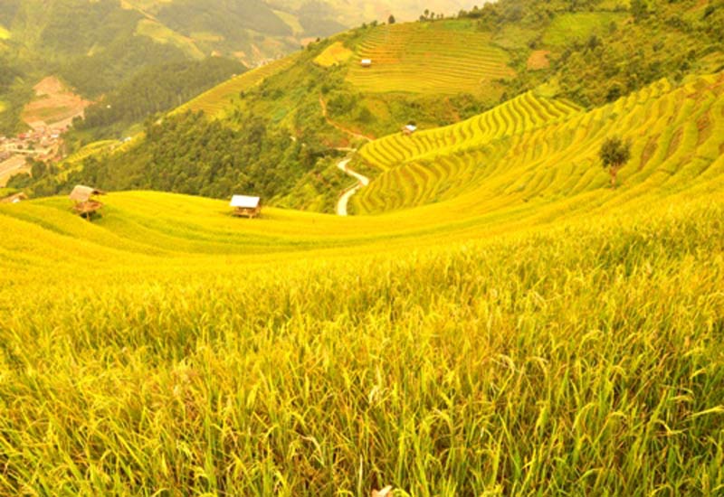 Kinh nghiệm du lịch Mù Cang Chải mùa lúa chín