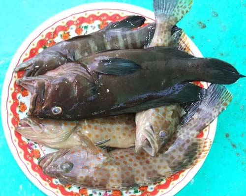 Cháo Cá Hạ Long