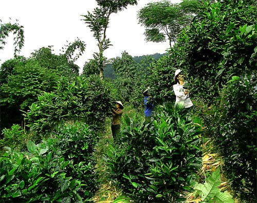 Chè shan tuyết Bằng Phúc