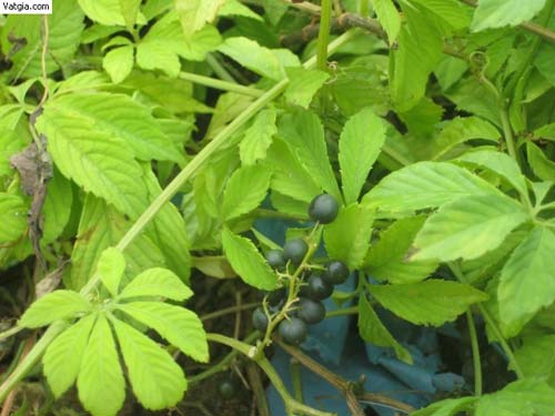 Chè thảo dược giảo cổ lam