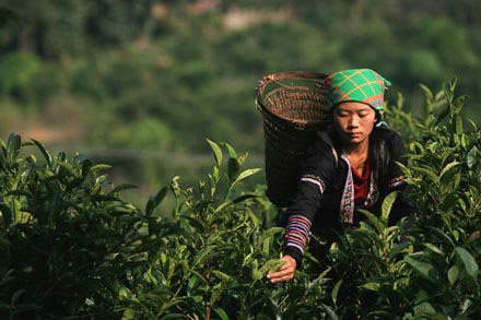 Chè Tuyết Suối Giàng Yên Bái