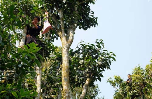 Chè Tuyết Tủa Chùa Điện Biên