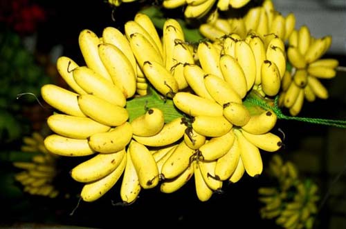 Chuối Ngự đồng chiêm Hà Nam