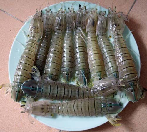 Con Bề Bề Hạ Long