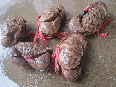 Con Cù Kỳ Hạ Long