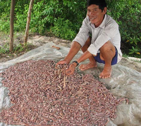Con Sá Sùng Hạ Long