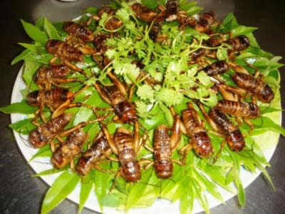 Dế chiên giòn Yên Bái