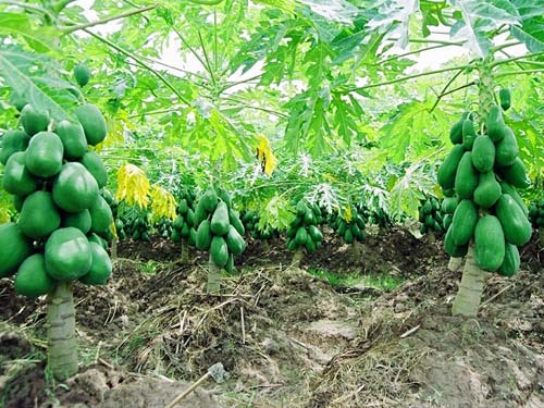Đu đủ Tam Nông Phú Thọ