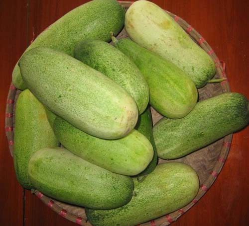 Dưa Mèo Sơn La