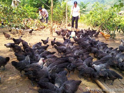 Gà đen Tủa Chùa Điện Biên
