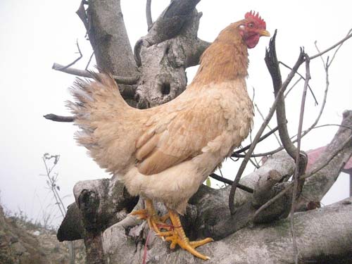 Gà sáu cựa Lạng Sơn