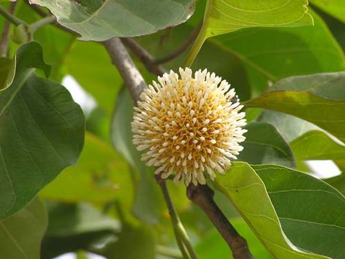 Gáo kho cá Ninh Bình
