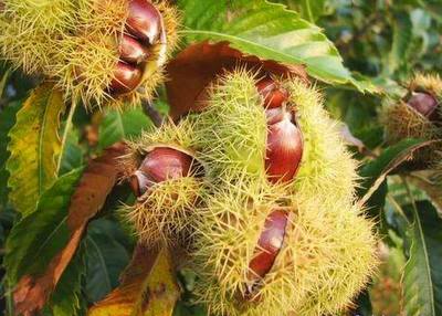 Hạt dẻ Trùng Khánh Cao Bằng