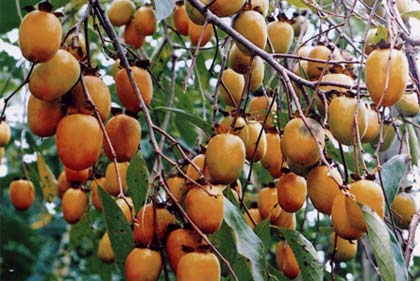Hồng không hạt Bắc Kạn