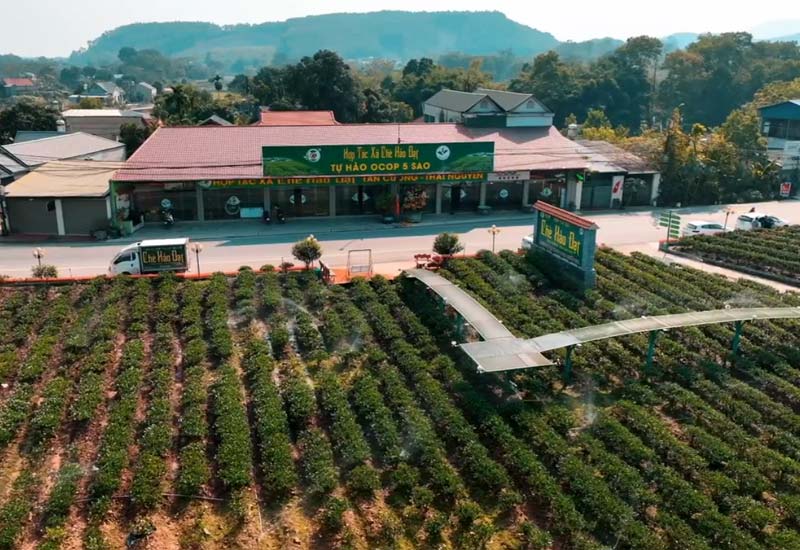 Chè Hảo Đạt - Đặc sản Chè Tân Cương Thái Nguyên