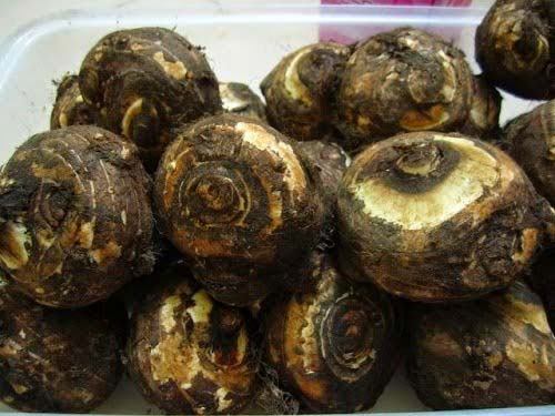 Khoai sọ Mán Mộc Châu
