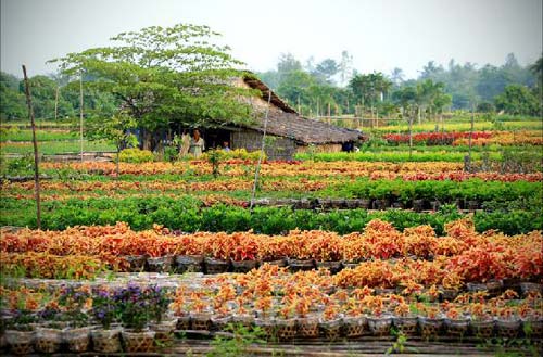 Làng hoa kiểng Sa Đéc Đồng Tháp