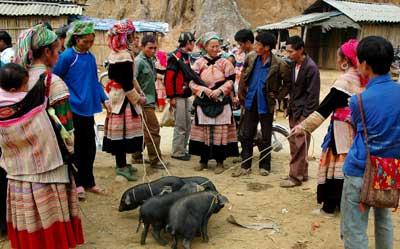 Lợn cắp nách Lai Châu