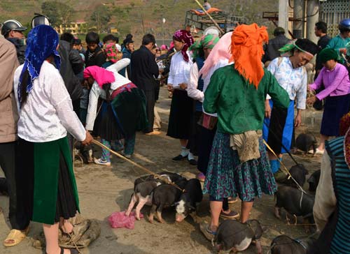 Lợn cắp nách Sapa