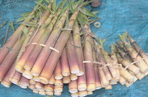Măng đắng Hòa Bình
