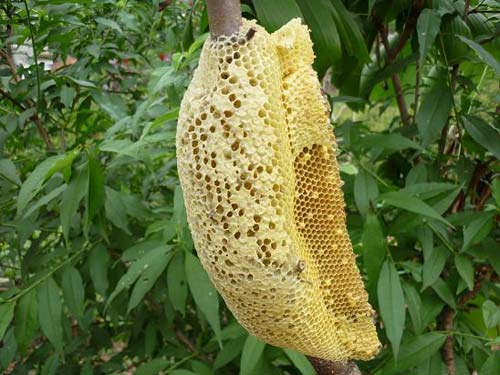 Mật ong rừng Tây Bắc