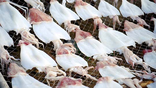 Mực Ống Cô Tô