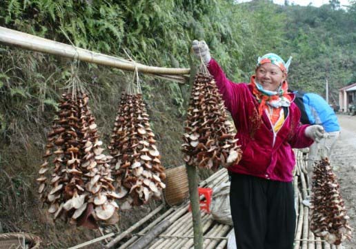 Nấm hương Cao Bằng