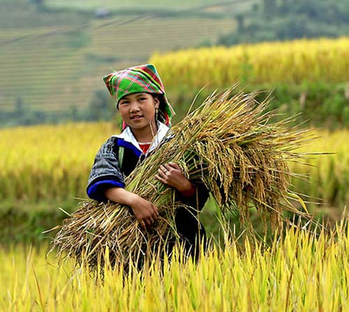 Nếp Tú Lệ Yên Bái