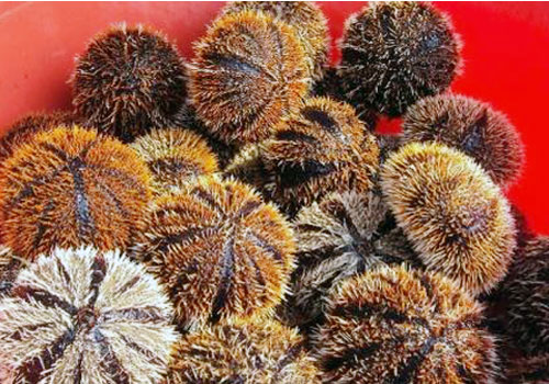 Nhum Khánh Hòa