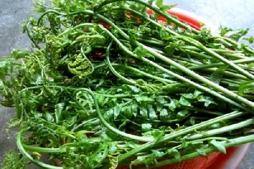 Rau dớn Mường Lò Yên Bái