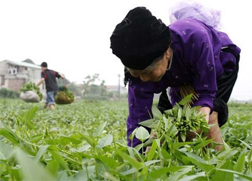 Rau muống giòn Đồ Sơn