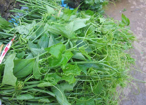 Rau Susu ở Sapa