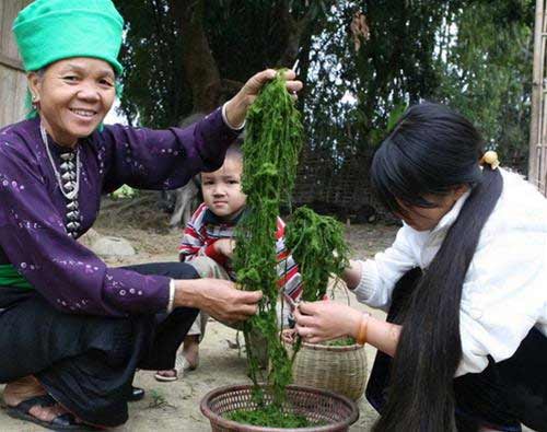 Rêu nộm Lai Châu