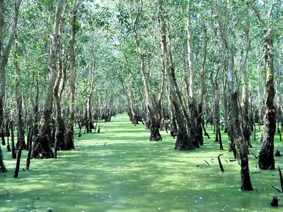 Rừng Tràm Trà Sư An Giang