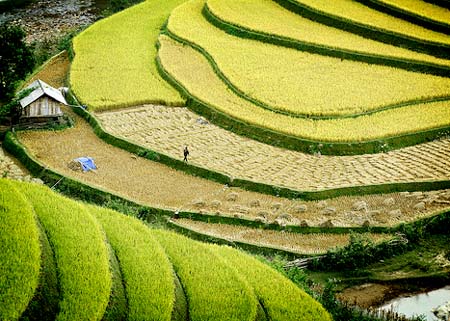 Ruộng bậc thang Hoàng Su Phì Hà Giang