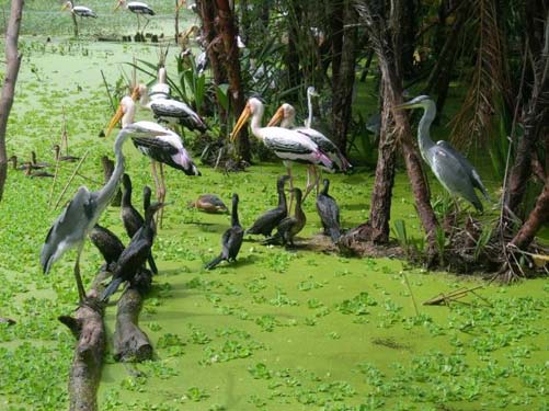 Sân chim Đầm Dơi Cà Mau