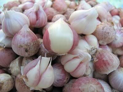 Tỏi tía Phù Yên Sơn La