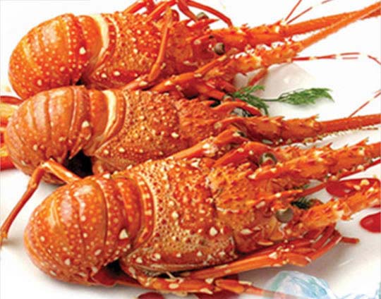 Tôm Hùm Hạ Long